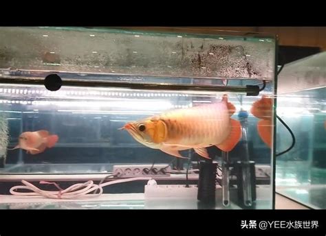 血紅龍魚價格|「龍魚大賽」現場的幾百條紅龍：這得多少錢